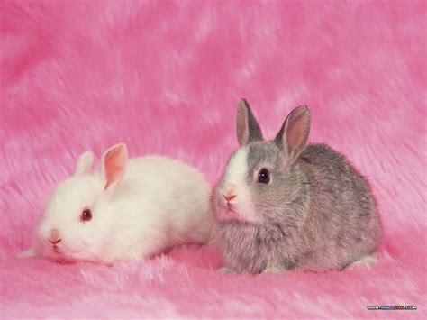 🔥 [46+] Pink Bunny Wallpapers | WallpaperSafari