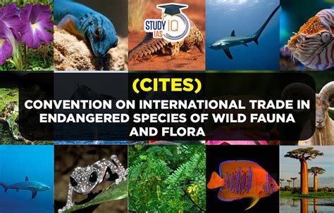 Convention on International Trade in Endangered Species of Wild Fauna and Flora (CITES)