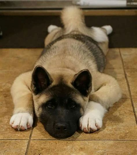 Akita puppy Akita Puppies, Labrador Retriever Puppies, Cute Puppies, Dogs And Puppies, Cute Dogs ...