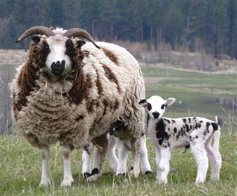 Jacob Sheep | Jacob Sheep are prolific, usually having twins or triplets. Jacobs are ... | GODS ...