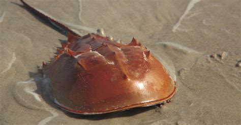 Horseshoe Crab - A-Z Animals