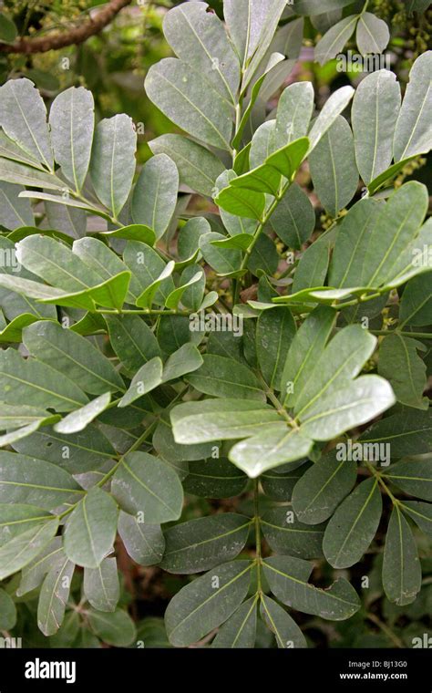 Dysoxylum pachyphyllum, Meliaceae, Lord Howe Island, Australia. Tree ...