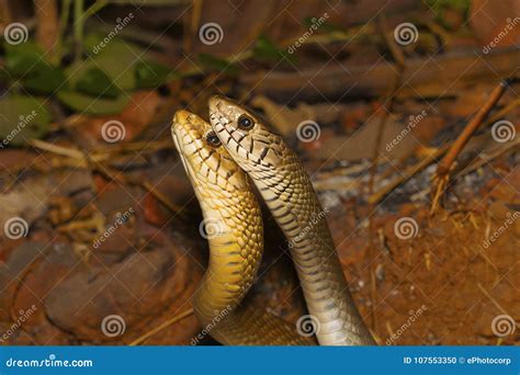 Ptyas Mucosa, Commonly Known As The Oriental Ratsnake, Indian Rat Snake ...