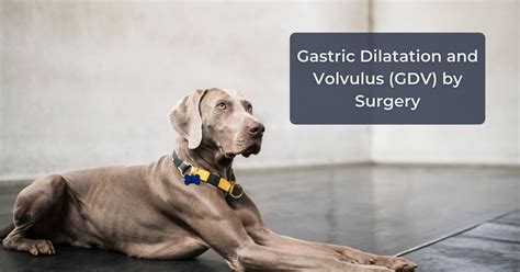 Gastric Dilatation And GDV Surgery - I Love Veterinary