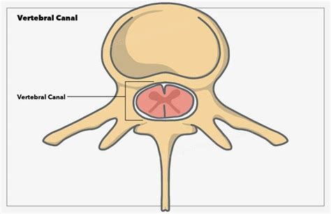 Vertebral Canal Anatomy