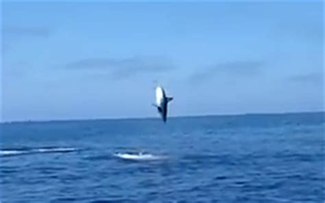 International Fishing News: USA: 800 pound mako shark jumps video