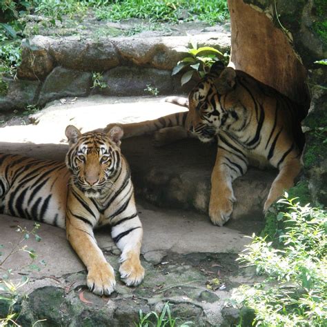 馬尼拉動物園 - 旅遊景點評論 - Tripadvisor