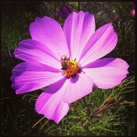 Flor y abeja. iPhone 4S camera MMM abril 2014 Viña del Mar Chile. Iphone 4s, Honey Bees ...