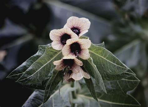 Black Henbane flowers. | Flower images, Flowers, Pretty flowers