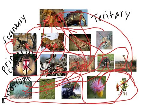 Grassland Food Web