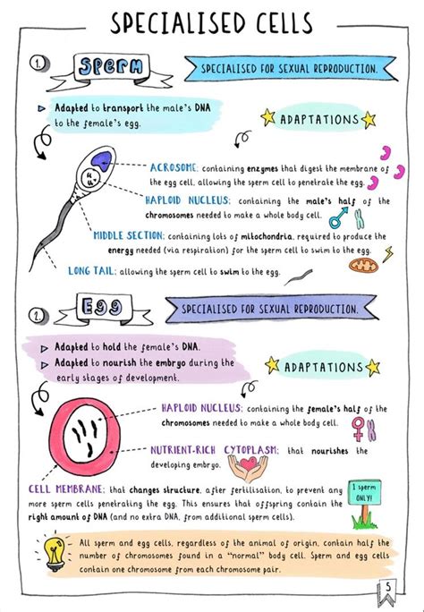 Get your FREE GCSE Biology Revision notes on specialised cells. These ...