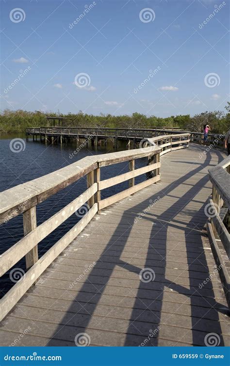 Anhinga trail boardwalk stock image. Image of trail, sawgrass - 659559