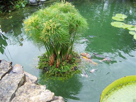 24 pouces étang flottant plante-plante-koi-eau jardin-piscine-aquatique-poisson-fleur ...