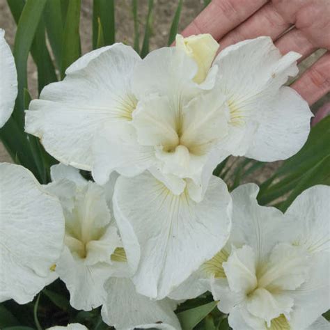 Iris sibirica ‘Swans in Flight’ | Kiefer Nursery: Trees, Shrubs, Perennials