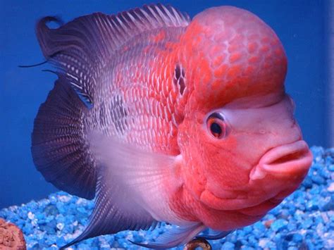 flowerhorn fish