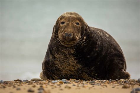 Gray Seal Facts (Halichoerus grypus)