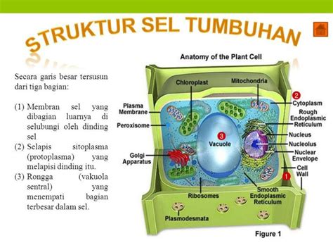 √ Pengertian Sel Tumbuhan & Ulasan 3 Fungsi Sel Tumbuhan