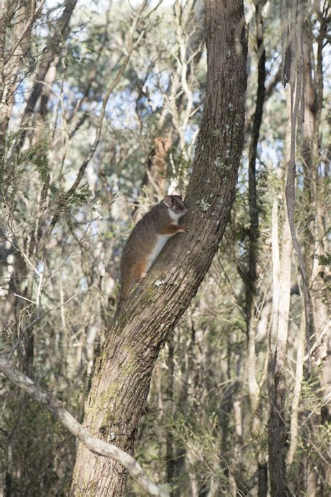 Ringtail Possum | Swan Bay Environment