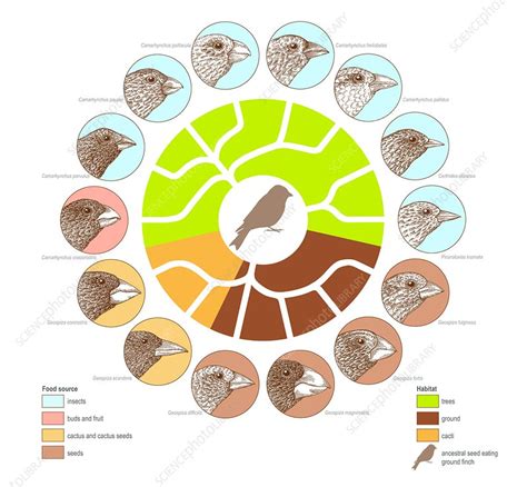 Galapagos finches, artwork - Stock Image - C003/5865 - Science Photo Library