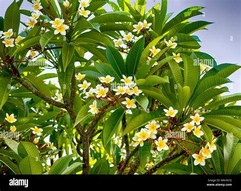 Blue Plumeria Tree