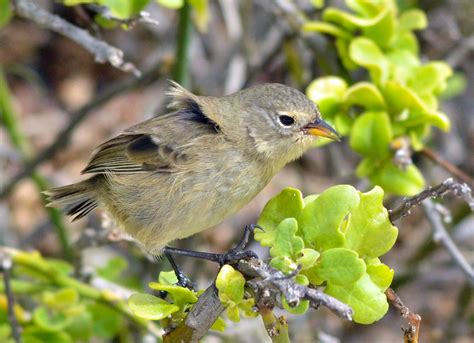 Green Warbler Finch