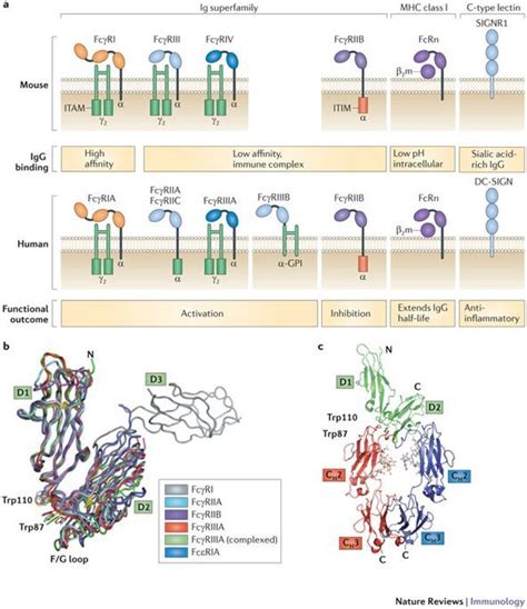 Intravenous immunoglobulin therapy: how does IgG modulate the immune system? | Nature Reviews ...