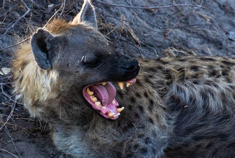 Botswana / Angry Hyena