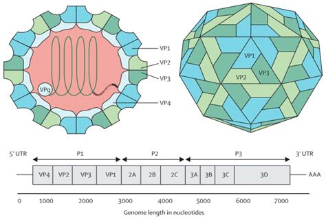 Viruses | Free Full-Text | Development of Novel Vaccines against ...