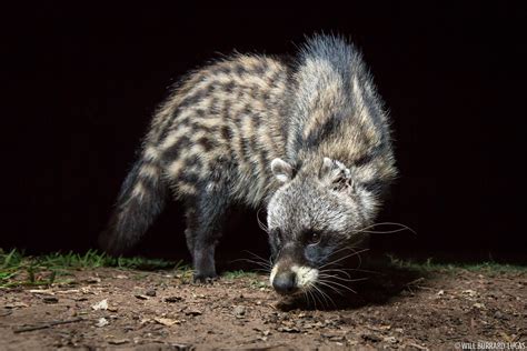 African Civet | Will Burrard-Lucas