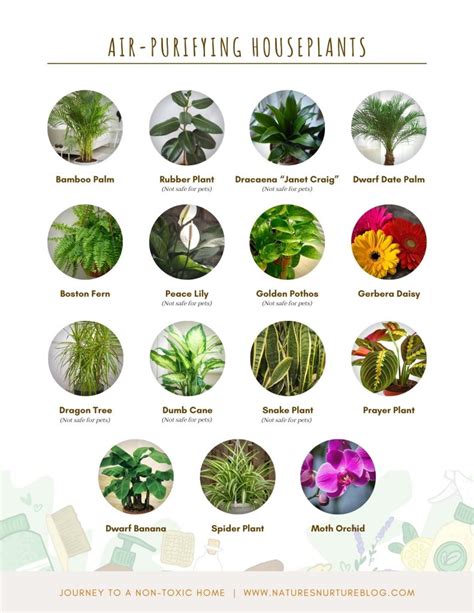 15 Awesome Air Purifying Houseplants - Nature's Nurture