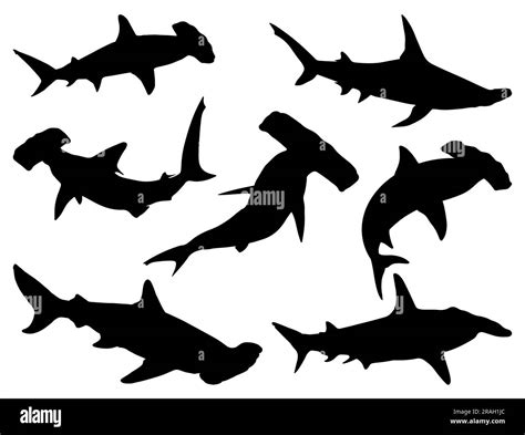 Set of Hammerhead Shark Silhouette Stock Vector Image & Art - Alamy