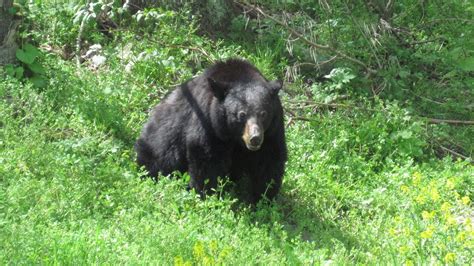 Site now at AimOffTheRails.wordpress.com: Shenandoah National Park Wildlife