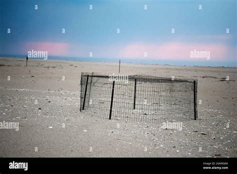 Piping plover nesting enclosure Stock Photo - Alamy