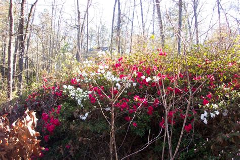 spring flowers | Spring time in South Carolina | dan&gina south carolina | Flickr