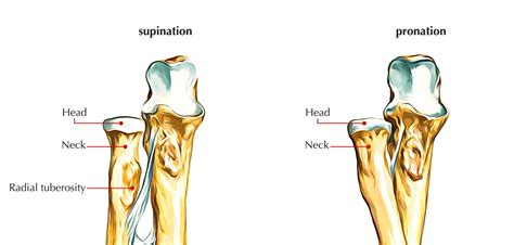 Labelled Radius Bone ~ Radius And Ulna Bone Labeled Page 1 Line 17qq Com - spell-cheap-geekspecs