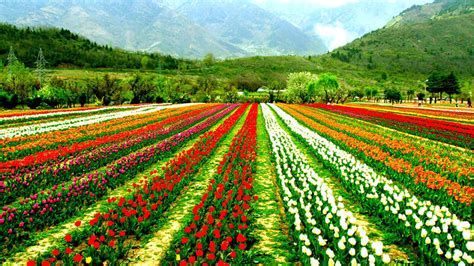 Top 10 Amazing Gardens in Kashmir Valley: Kashmir Mughal Gardens