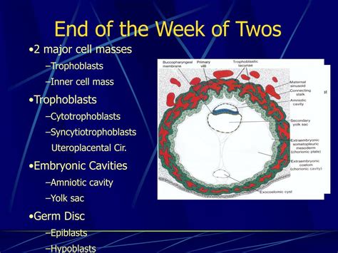 PPT - Third to Eighth Week: The Embryonic Period PowerPoint Presentation - ID:4311292