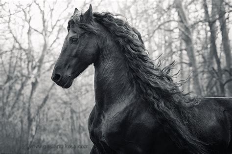 🔥 Free download Friesian Horse Wallpapers [1256x837] for your Desktop ...