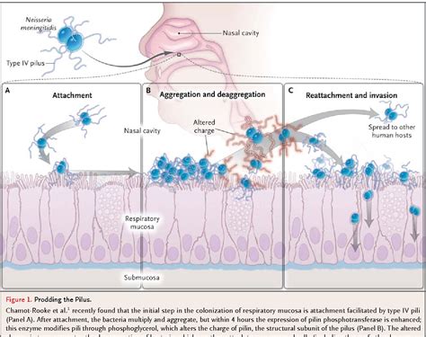 Figure 1 from Dissemination of Neisseria meningitidis. | Semantic Scholar