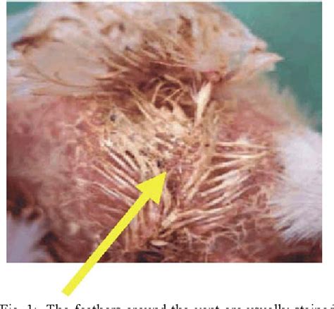 Figure 1 from Bursal Disease ( GUMBORO Disease ) in Chickens | Semantic Scholar