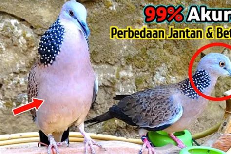 Cara Membedakan Burung Tekukur Jantan Dan Tekukur Betina Dengan Mudah ...