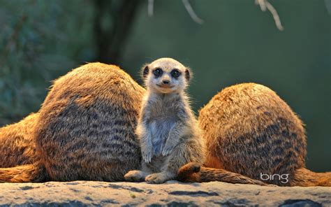 Meerkat Wallpapers, Pictures, Images