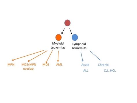 myeloid malignancy overview