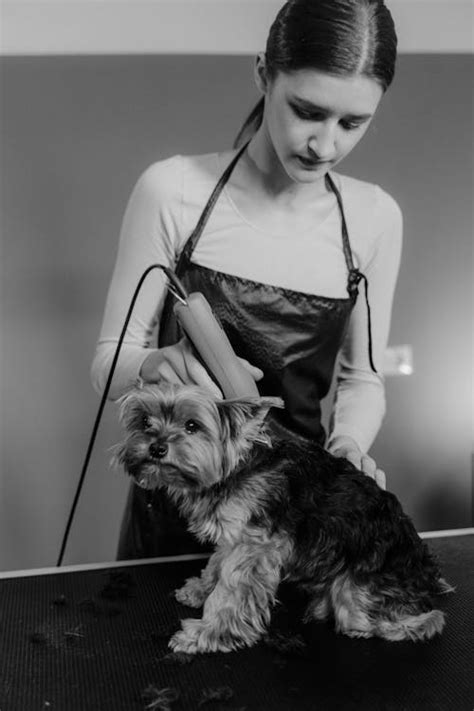 A Woman Grooming the Dog · Free Stock Photo