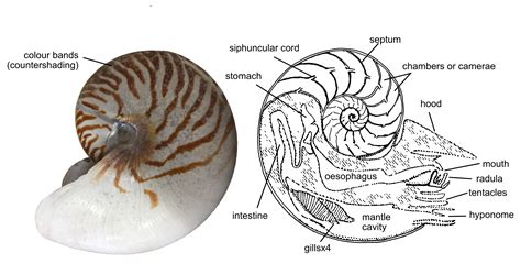 Chambered Nautilus Diagram