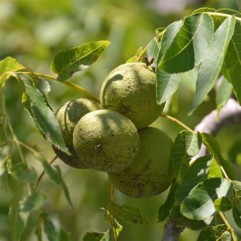 Black walnut | ontario.ca