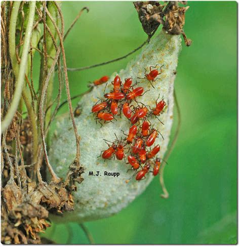 Orange and Black Bugs- Milkweed leaf beetle, Labidomera clivicollis ; Oleander aphid, Aphis ...