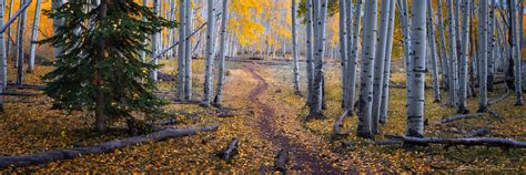 Aspen Trees Nature Photography - Gintchin Fine Art