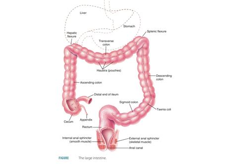 Diagram Of Male Colon