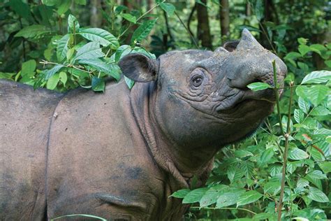 Lessons Learned From Sumatran Rhino Conservation Breeding ...